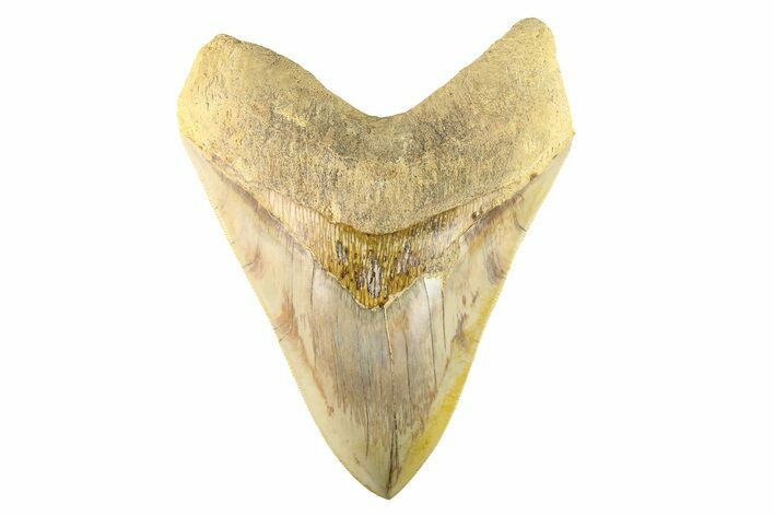 Serrated, Fossil Megalodon Tooth - Indonesia #279204